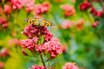 Schmetterling im Garten, Schmetterling an Sommerblüte
