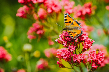 Obraz premium Schmetterling im Garten, Schmetterling an Sommerblüte 