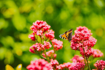 Schmetterling im Garten, Schmetterling an Sommerblüte
