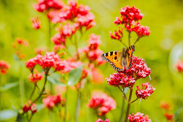 Schmetterling im Garten, Schmetterling an Sommerblüte
