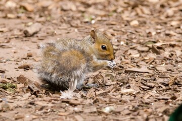 squirrel in the park