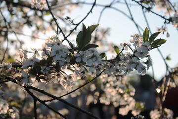 Flowering of fruit trees and shrubs. Spring, evening, at sunset. Bokeh, blurred background.