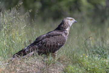 Honey Buzzard Pernis apivorus walking on ground