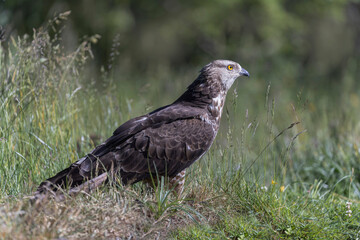 Honey Buzzard Pernis apivorus walking on ground