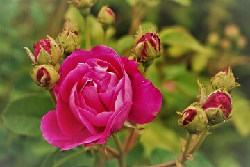 Rosa Rosen im garten im Frühling 