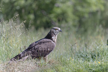Honey Buzzard Pernis apivorus walking on ground