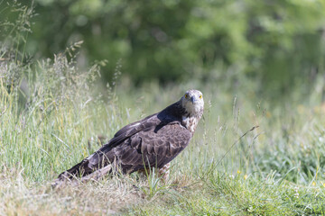 Honey Buzzard Pernis apivorus walking on ground