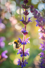 Puprle Salvia flowers with a bumble bee on them and further flowers in soft focus in the background.