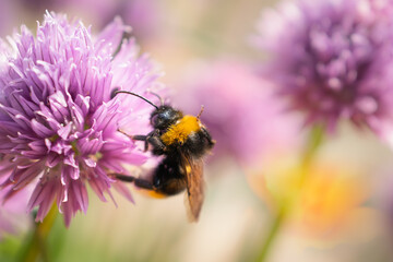 Bumblebee collecting nectar from a chive flower