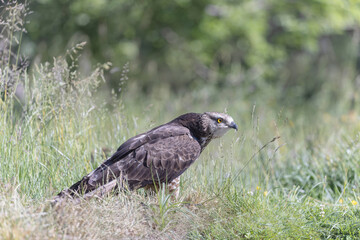 Honey Buzzard Pernis apivorus walking on ground