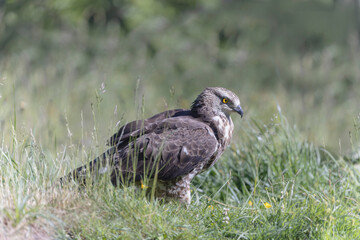 Honey Buzzard Pernis apivorus walking on ground
