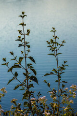 reflection of the trees in water