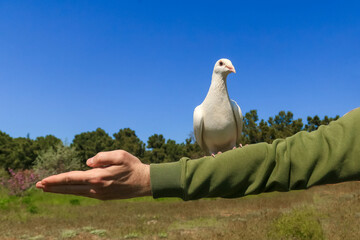 a white dove sits on a man's hand against a clear blue sky, a symbol of peace, bird watching,...