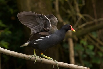 Coot in a tree