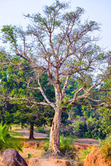 Obraz premium tree in the forest