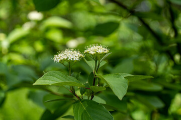 white flowers in the garden