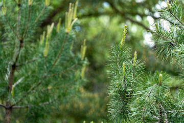 close up of pine needles