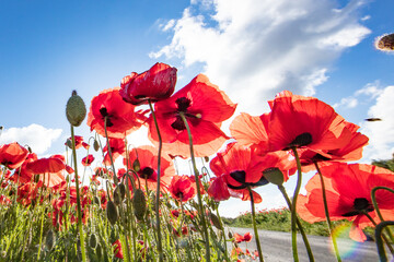 Fototapety na wymiar - Fototapeta24.pl