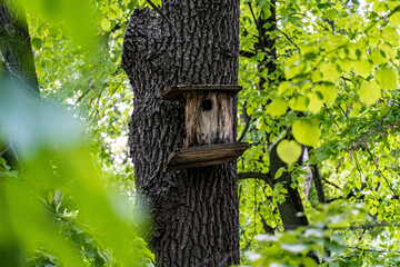 bird house on tree