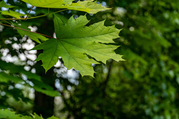 leaves on a tree