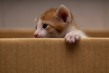 brown and white kitten in a cardboard box