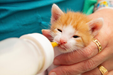 nursing kitten with bottle of milk