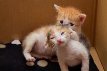 colored kittens playing in a cardboard box