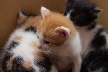 litter of kitten puppies in various colors