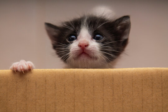 black and white kitten sad and alone in a cardboard box