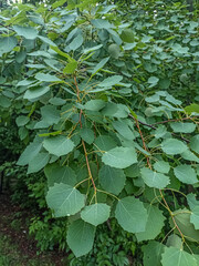 Fototapeta premium Green leaves of european aspen or cottonwood tree - Populus tremula