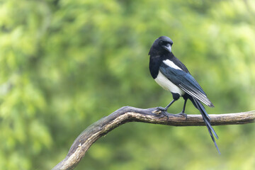 European Magpie Pica pica sitting on a dead branch