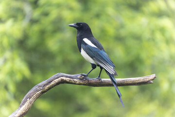 European Magpie Pica pica sitting on a dead branch
