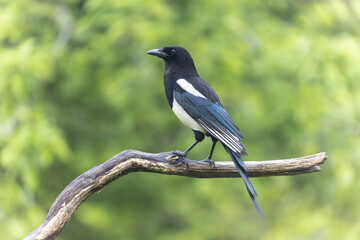 Fototapeta premium European Magpie Pica pica sitting on a dead branch