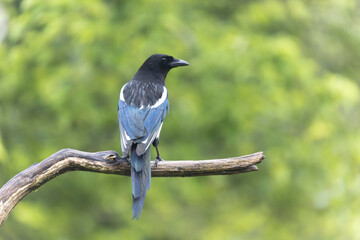 European Magpie Pica pica sitting on a dead branch