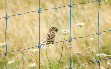 sparrow perched on a wire fence eating an insect it has caught