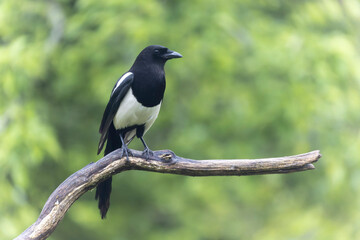 Obraz premium European Magpie Pica pica sitting on a dead branch