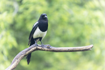European Magpie Pica pica sitting on a dead branch