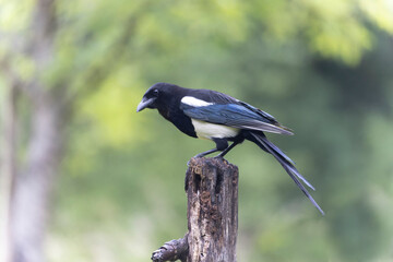 European Magpie Pica pica sitting on a dead branch