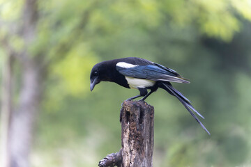 European Magpie Pica pica sitting on a dead branch