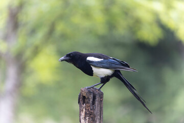 European Magpie Pica pica sitting on a dead branch
