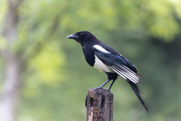 Obraz premium European Magpie Pica pica sitting on a dead branch