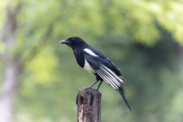 European Magpie Pica pica sitting on a dead branch