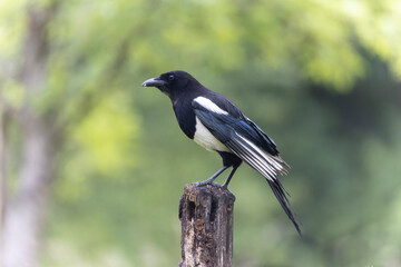 European Magpie Pica pica sitting on a dead branch