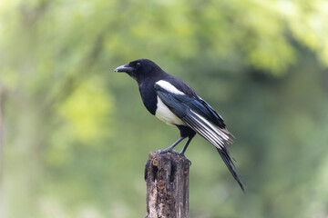 European Magpie Pica pica sitting on a dead branch