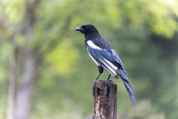 European Magpie Pica pica sitting on a dead branch