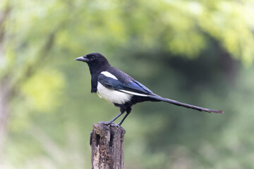 European Magpie Pica pica sitting on a dead branch