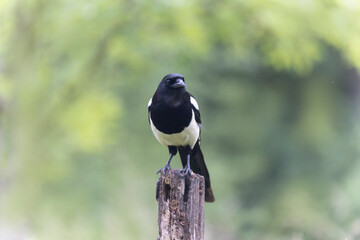 European Magpie Pica pica sitting on a dead branch