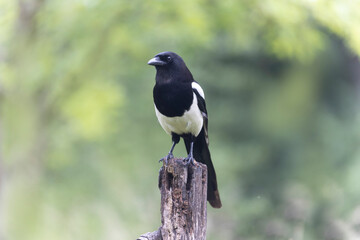 European Magpie Pica pica sitting on a dead branch