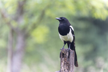 Fototapeta premium European Magpie Pica pica sitting on a dead branch