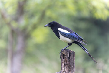 Fototapeta premium European Magpie Pica pica sitting on a dead branch